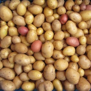 Irish Potatoes