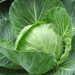 Green Cabbage