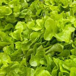 Lettuce (Butter)