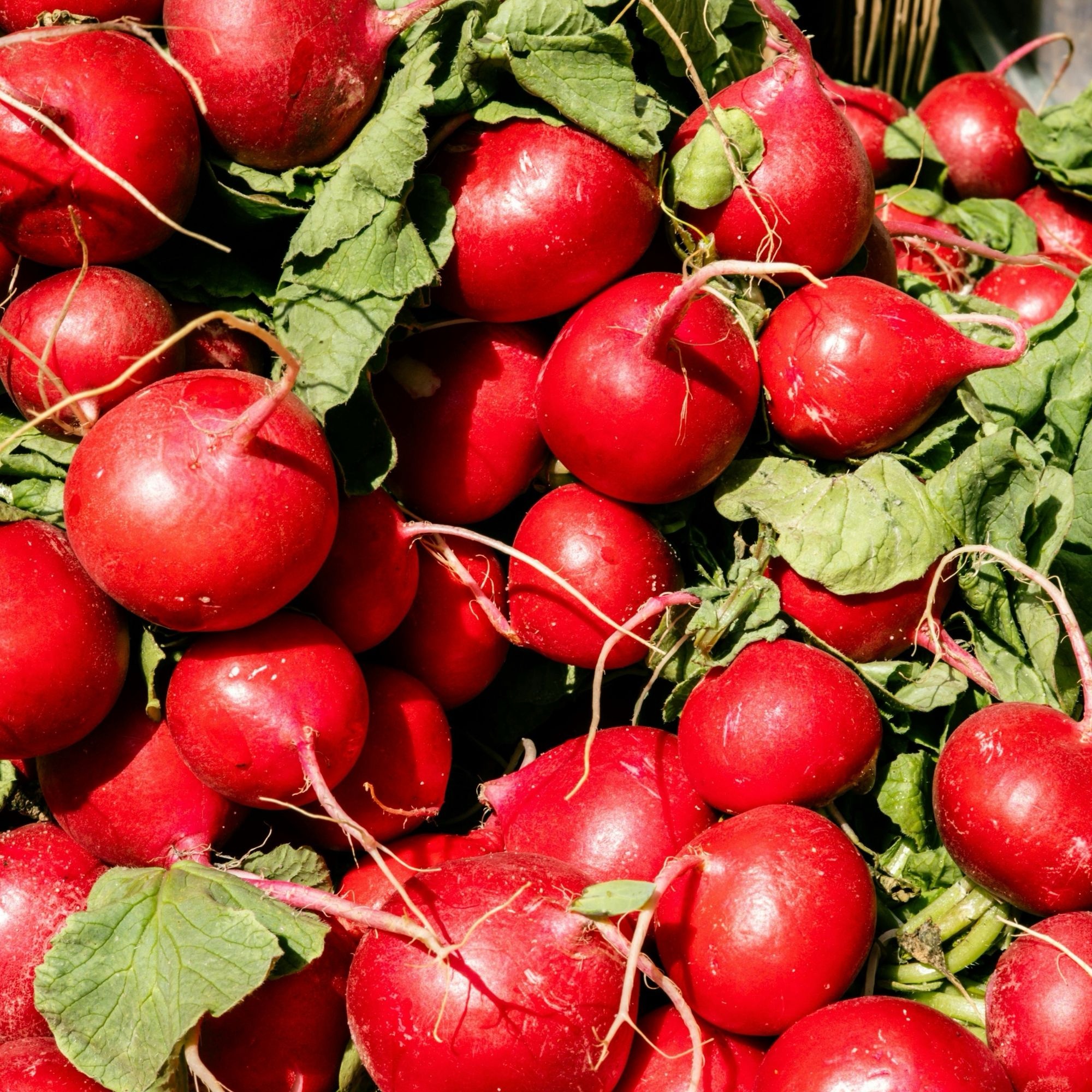 Radish