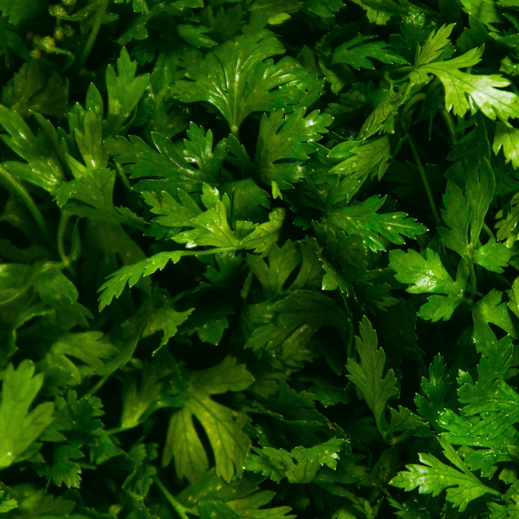 Fresh Parsley