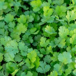 Fresh Coriander