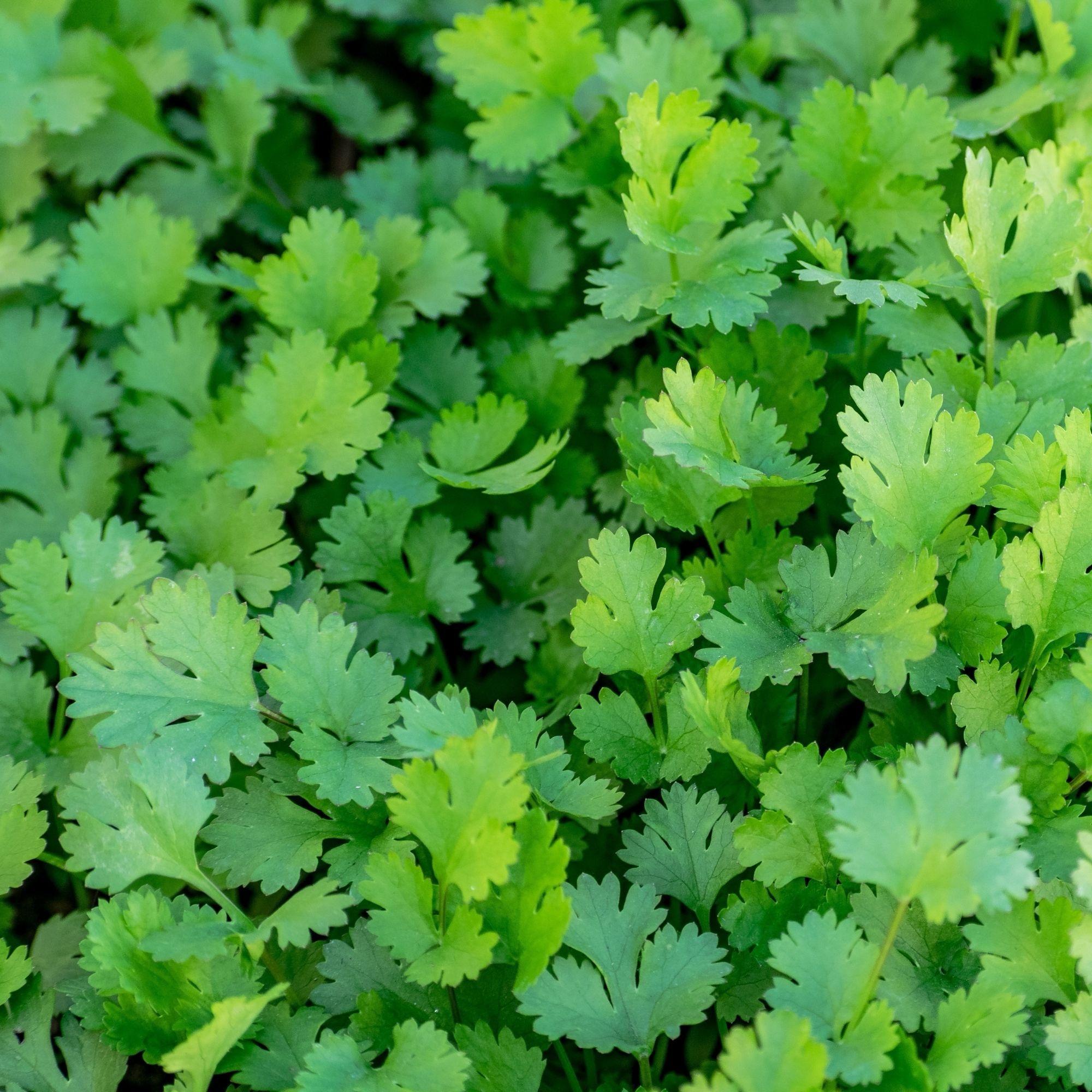 Fresh Coriander