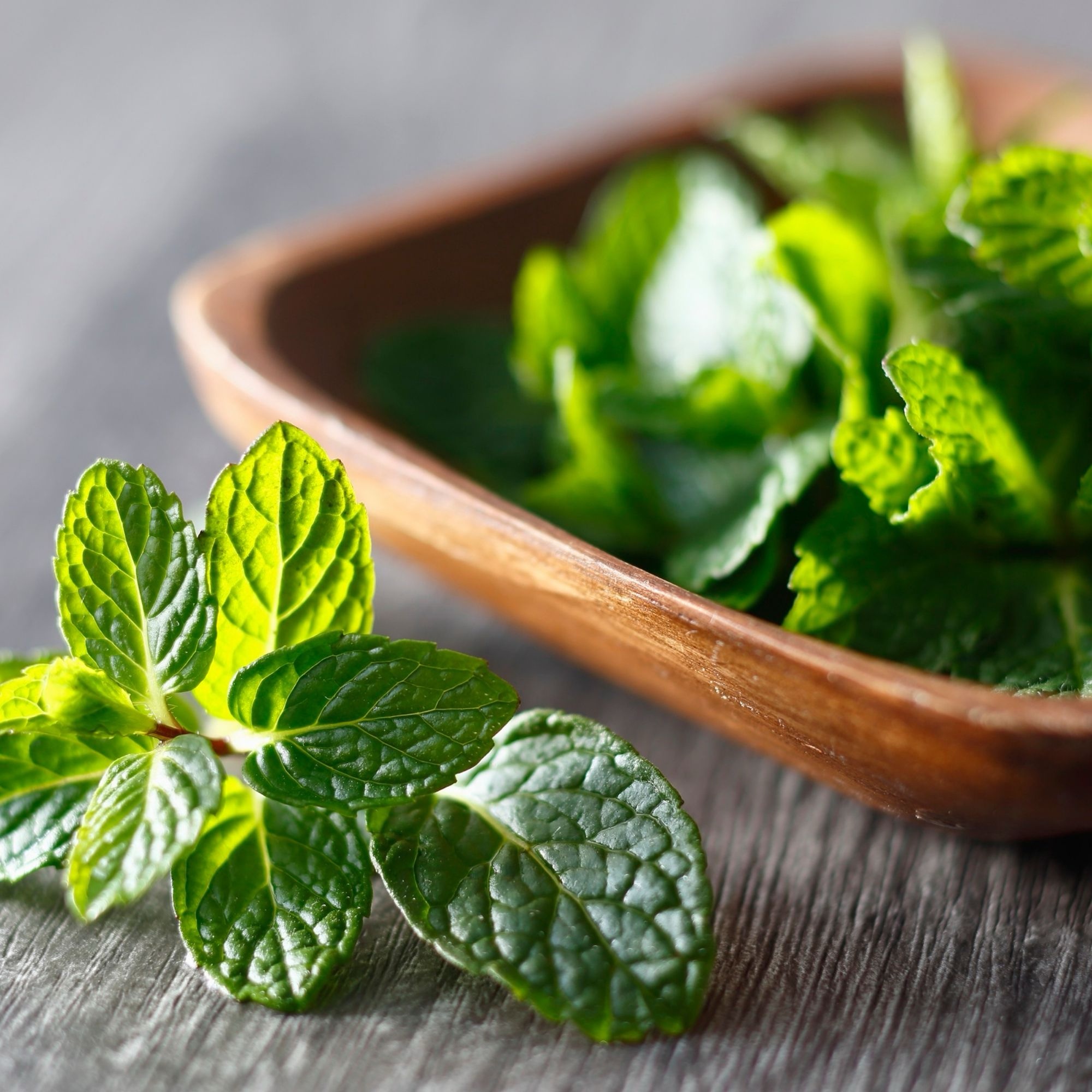 Fresh Mint