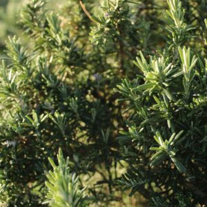Fresh Rosemary